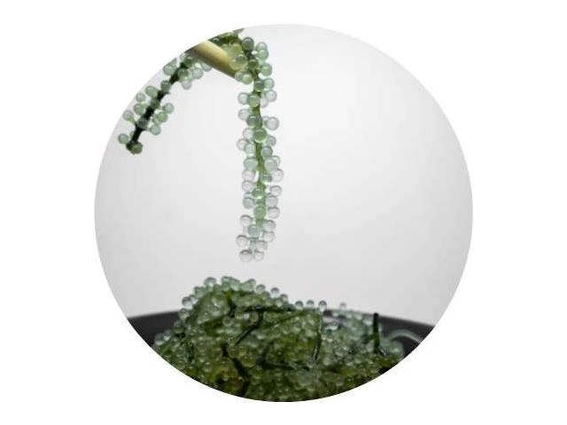 Imdermalab®Verperle 海葡萄萃取